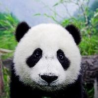 panda 
